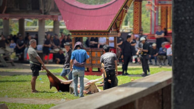 Mężczyźni przygotowujący ofiarę z bawołu na trawie podczas ceremonii Rambu Solo' na Sulawesi
